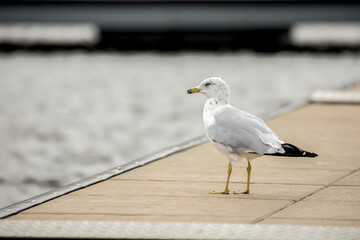 Seagull on a pier.