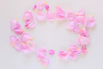 pink rose petals on white background.