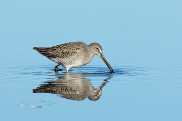 Dowitcher searches for food.