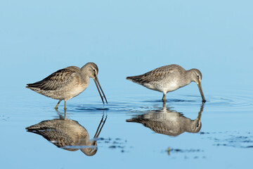 Side view of two long billed dowitchers.