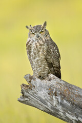 Obraz premium Majestic Great horned owl in Idaho.