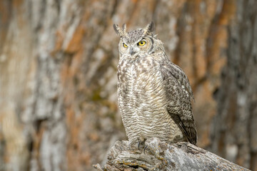Alert great horned owl.