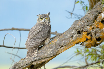 Great horned owl on an old log.