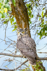 Obraz premium Close up of great horned owl.