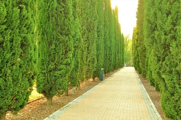alley in the park with two long rows of trees, tall trees, pathway, 