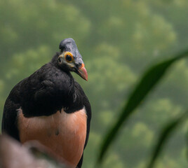 Bright Orange, Tan, and Black Plumage on a Female Maleo