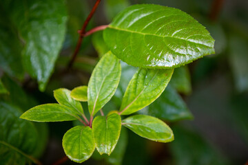 Fototapeta na wymiar green leaves with drops