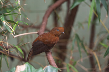 Beep Brown Plumage on a Female Andean Cock of the Rocj
