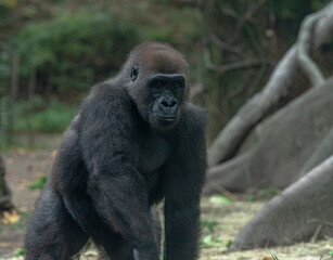 Earth Toned Fur on a Mountain Gorilla in a Tree