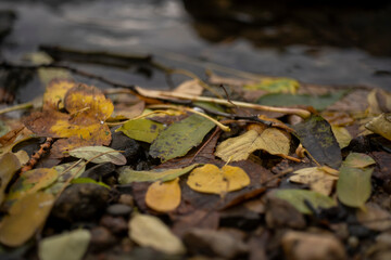 
Fallen colored leaves and stones on the banks of the flowing Vltava river in autumn in the city of Prague in the Czech Republic