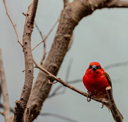 Deep Red, Yellow, and Black Plumage on a Red Fody  on a Branch