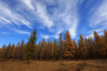 Pine trees in huanggangliang Park, Keshiketeng World Geopark, Inner Mongolia