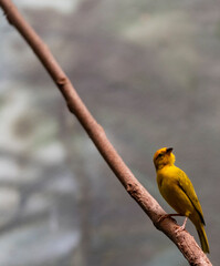 Fototapeta premium Bright Yellow and Orange Plumage on a Golden Weaver on a Branch