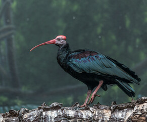 Bright Orange, White and Green Plumage on a Southern Bald Ibis