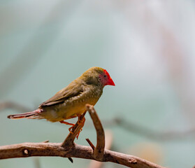 Deep Red, Green, and Tan Plumage on a Star Finch on a Branch