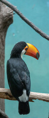 Bright Orange, White, and Black on a Toco Toucan in a Tree