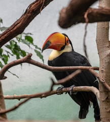 Bright Orange, White, and Black on a Toco Toucan in a Tree