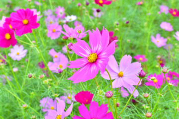 Fototapeta premium コスモス