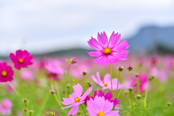 コスモス