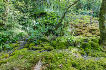 Fototapeta na wymiar Hiking track of the Pertes de L'Ain, Losses of the Ain, Jura
