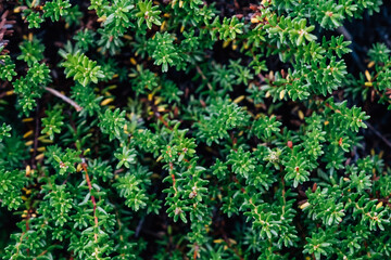 Green leaves pattern and natural forest background