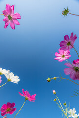 Cosmos swaying in the wind and the blue sky