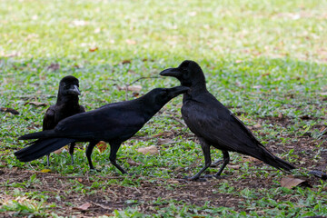 three black feather crow bird on ground