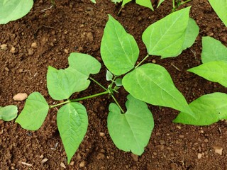 top view of young beans plant grown wet Indian soil. Beans plant having dark green leaves.