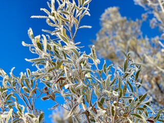 Frost on leaves in winter time