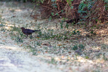 Small bird on grass in park
