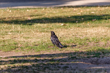 Crow on grass in park