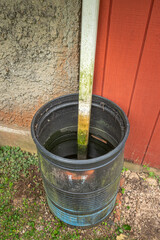 Plastic black rain barrel with old stagnate water and wooden measuring stick covered with algae