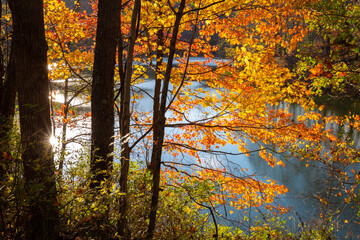 Trees during autumn with fall foliage on the edge of pond water in West Virginia