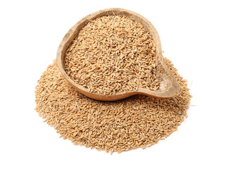 paddy on a white background