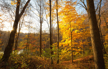 Trees with fall foliage in West Virginia woodland during Autumn near water 