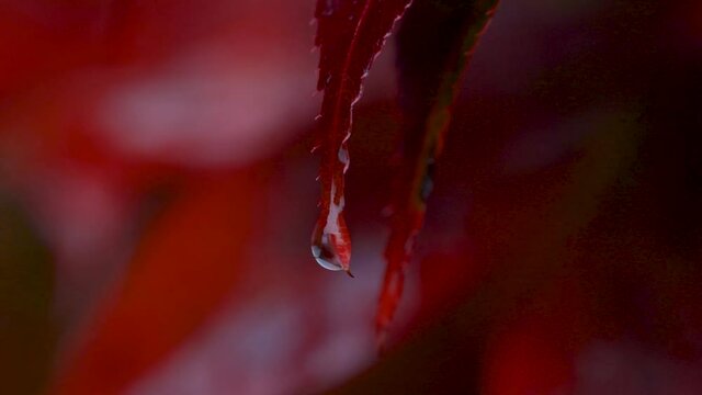 Water droplet dripping from Japanese Maple leaf under light rain.