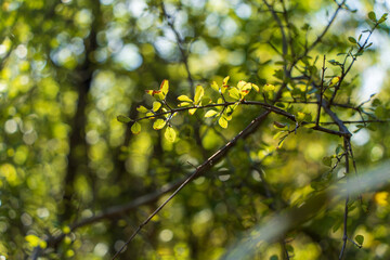 yellow leaves on a tree