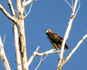 Hawk perched looking for food. 