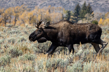 Naklejka na ściany i meble Moose strolling across open meadow.