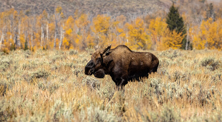 Moose strolling across open meadow.