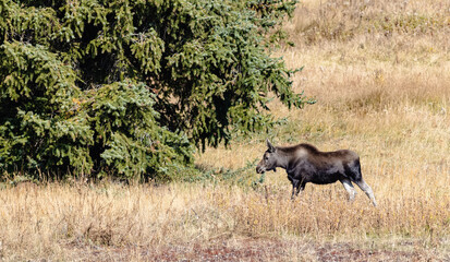 Moose strolling across open meadow.