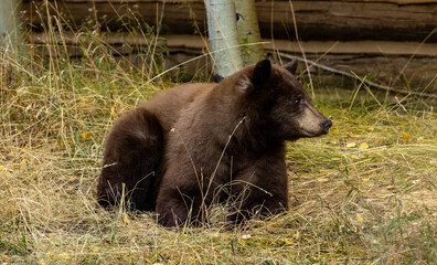 Black bear relaxing in the wilderness. 