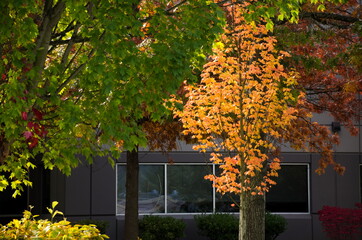 Fall foliage framing windows of an office building in Redmond