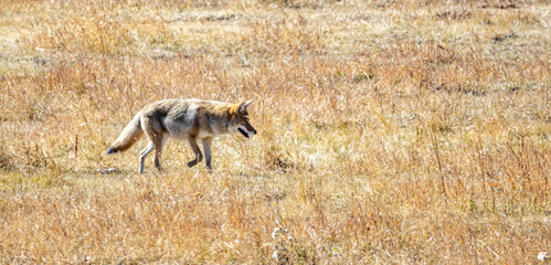 Coyote hunting and jumping for food in wilderness. 