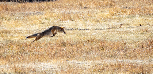 Coyote hunting and jumping for food in wilderness. 