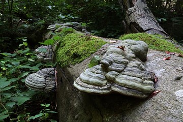 Groups of Tinder Fungus parasitic fungal pathogen, latin name Fomes Fomentarius, growing on dead...