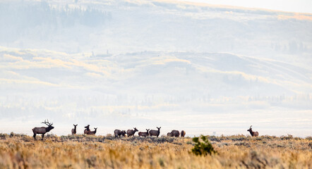 Fototapeta na wymiar Bull elk with his herd of cows on an early morning in fall.