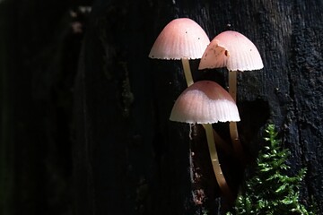 Fototapeta premium Tiny pink to light brown coloured mushrooms growing out of blackish dead tree trunk, sunlit by august sunshine. 