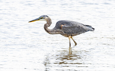 Great Blue Heron eating fish in the water. 
