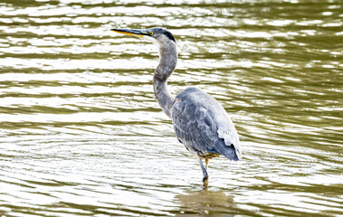 Great Blue Heron eating fish in the water. 